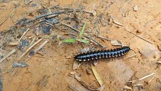 snake louse  name given to this centipede here in brazil piolho de cobra polydesmida natureza [upl. by Gut125]