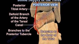 Talus fracture Avascular Necrosis Blood Supply  Everything You Need To Know  Dr Nabil Ebraheim [upl. by Oiraved557]