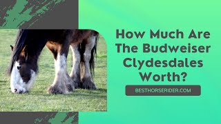 How Much Are The Budweiser Clydesdales Worth [upl. by Eelannej]