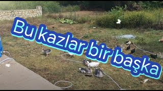 Kazlarda Dişi  Erkek Ayrımı kaz kaz köyhayatı animals shortvideo tavuk [upl. by Brice]