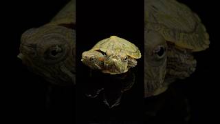 Two Headed Turtle Update‼️ Part 3 [upl. by Zined]