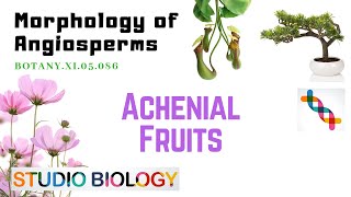 BOTANY XI05086 – Morphology of Angiosperms – Achenial Fruits [upl. by Tabib]