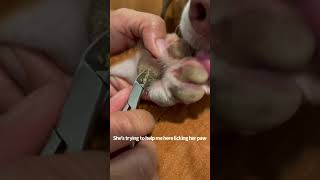 Hyperkeratosis on dog removal [upl. by Verge931]