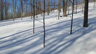 Turkeys running down the hill to the feeders [upl. by Mathia]