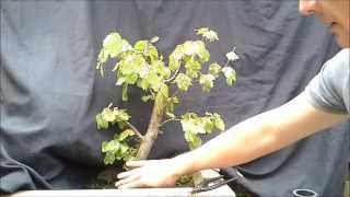 Fagus Sylvatica Bonsai 1 [upl. by Lem]