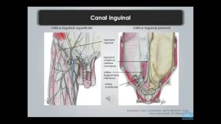 paroi de labdomen et region inguino femoral partie 3 [upl. by Bertero269]