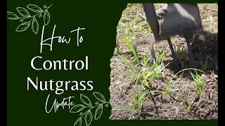 How to control nutgrass  update [upl. by Ymmor]