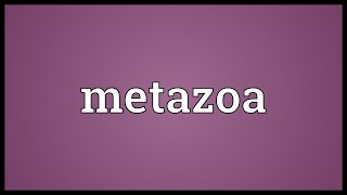 Metazoa Meaning [upl. by Renckens]