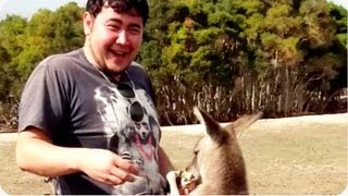 Kangaroo Nutshot  Thunder Down Under [upl. by Bum]