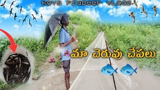 మా చెరువు అలుగు పడి🐟🐟 చేపలు దిగుతున్నాయిamp వాగు ఫుల్లుగా వెళ్తుంది [upl. by Nerwal]