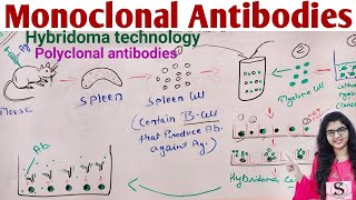 Monoclonal Antibodies  Hybridoma Technology Production of Monoclonal Antibodies [upl. by Budwig]