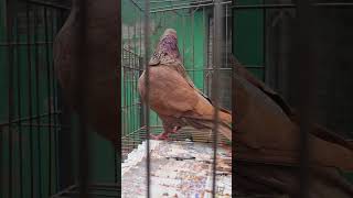 রেড কিং birds kobutorhat agriculture pigeon amarbangladesh shorts short [upl. by Say841]