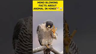 Mind Blowing Facts About animal in Hindi 🐕🤯 facts shorts animals [upl. by Wadlinger]