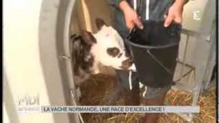 ANIMAUX  La vache normande une race dexcellence [upl. by Swords]