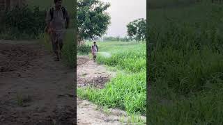 Insecticide spray on grass viralvideo villagelife bachrian farming bachry farmhouse funnycow [upl. by April]