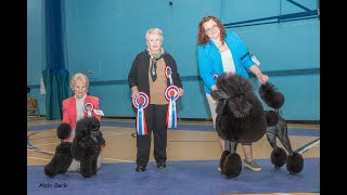 THE POODLE CLUB CHAMPIONSHIP SHOW 2024 [upl. by Llednahc]