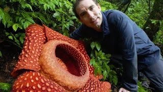 BIGGEST flower in the world Rafflesia arnoldii [upl. by Linus181]