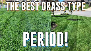 Why TALL FESCUE is the BEST Grass PERIOD Seeding New Lawn [upl. by Tonjes]