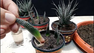 How to grow Zebra plant from Leaf  Haworthia [upl. by Alie]