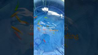 Colourful zebra danios breeding ornamentalfish zebradanios fishbreeding fishkeeping hobbies [upl. by Elmira]