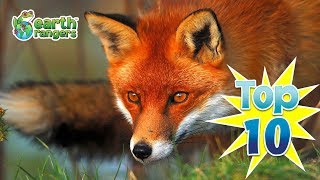 Top 10 Fun Fox Facts [upl. by Andromede]