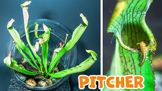 PITCHER Plant Growing Time Lapse 200 Days [upl. by Airahs104]