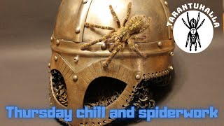 Tarantula Thursday  Chill and do spiderwork together [upl. by Llorrac]