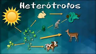 ORGANISMOS AUTOTROFOS Y HETEROTROFOS [upl. by Isidore]