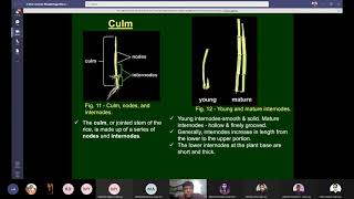 Ag506 Lect 3 Morphology of Rice plant 12 03 2021 [upl. by Loux209]