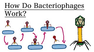 What are Bacteriophages How do they work  MCAT Biology [upl. by The882]