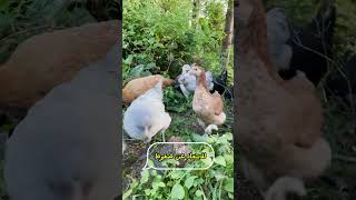 poules تربيةالدجاج خيل poulet الدجاجالفيومي قصص [upl. by Ayat81]