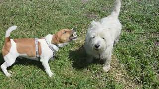 West Highland White Terrier Westie Bobby Loving Max [upl. by Emeric]