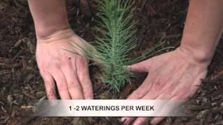 How to Grow Pine Trees from Seed [upl. by Anaihsat902]