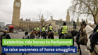 Celebrities ride horses to Parliament to raise awareness of horse smuggling [upl. by Trimmer]