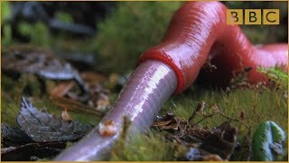 Monster leech swallows giant worm  Wonders of the Monsoon Episode 4  BBC Two [upl. by Medwin456]