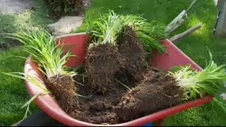 Gardening Tips  How to Divide Daylilies [upl. by Seavir]