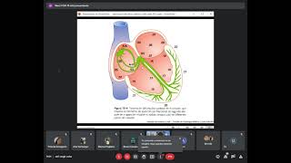 TyTL Teórico de Fisiología ciclo cardiaco 1 [upl. by Geminius802]