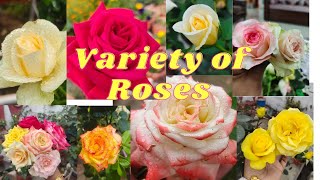 Variety of Roses in my garden [upl. by Ennayoj]