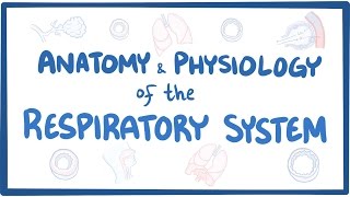 Anatomy and physiology of the respiratory system [upl. by Baniaz]