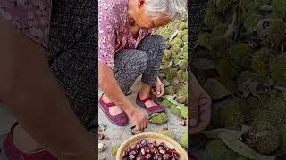 Wild chestnut thorn shell peeling process [upl. by Oicul]