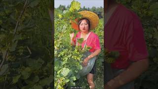 Amazing Hazelnut 🌰🌰 Harvesting from Farm by Rural Farmer shorts satisfying youtubeshorts [upl. by Kalil]