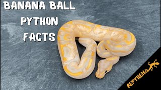 8 Fascinating Banana Ball Python Facts [upl. by Burkitt823]