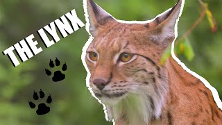 The Lynx  Weird  Beautiful  Mysterious  Fast [upl. by Idnam547]