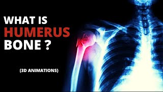 What is Humerus Bone [upl. by Caroline723]