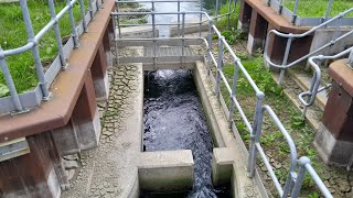 Struncheon Lock Fish Pass River Hull [upl. by Suh]