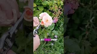 How to Deadhead Roses for More Flowers  Rosa Sweet Honey  Rose Gardening Tips amp Advice [upl. by Iolande]