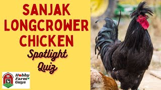 Sanjak Longcrower Chicken Spotlight Quiz [upl. by Anna484]