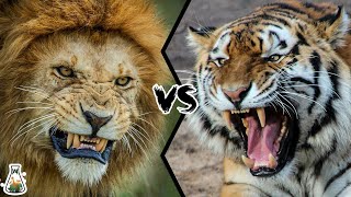 LION VS TIGER  Who is the real king [upl. by Avihs]