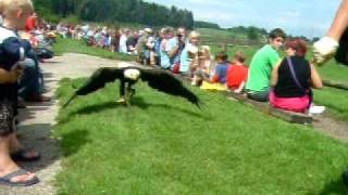 Wildpark Poing Weißkopfseeadler Sam [upl. by Gnoz217]