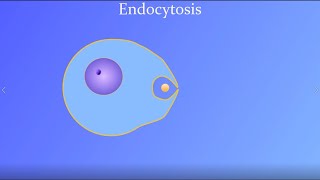 Endocytosis featuring a real amoeba and white blood cell [upl. by Hamlani883]